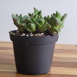 Tiger Jaws Sacculent (Faucaria Tigrina)