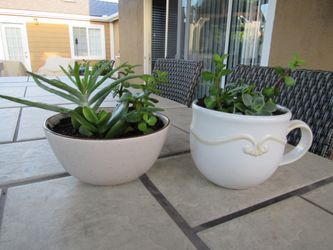 Set Of Beige Speckled & White Beige Cup Garden Pots With Succulents