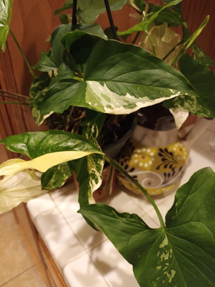Syngonium Albo