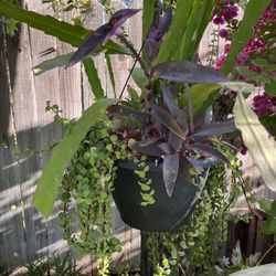 Succulent Plants 