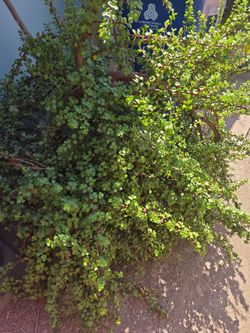 Free cuttings
