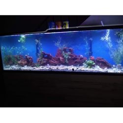 125 Gallon Tank 350$