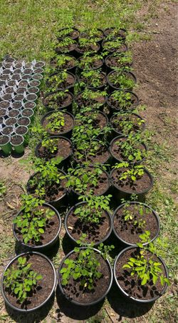 Moringa trees - 2 gallon pots