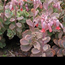 Kalanchoe Succulent 

With Pocelin Pot