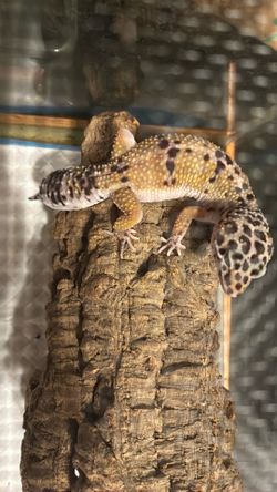 Leopard gecko