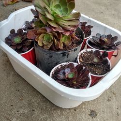 Nice Purple Plants 