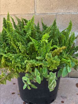 Big fern Plant