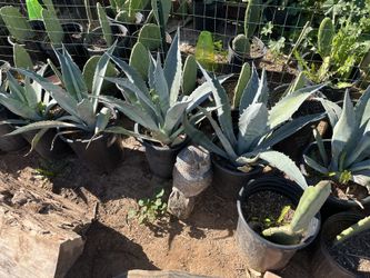 Agave Maguey Century Plants