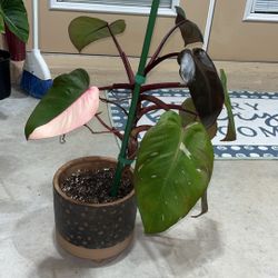 Philendendron Pink Princess 🩷