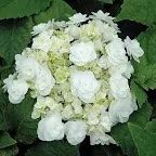 Hydrangea Wedding Gown At Wholesale Prices 