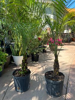 Pygmy date Palm trees