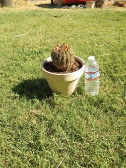 Cactus Pequeño.