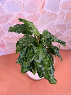 Aglaonema Tricolor Plant -6inch