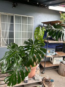Monstera de Ojas gigantes plants indoor