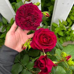 Rare European, Japan rose plants : Munstead Wood  2 years in one gallon pot  Grafted for fast growth .  Only have one available  First come first serv