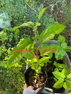Passion fruit vines