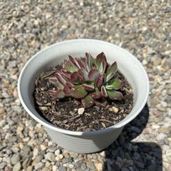 Red Succulent 2-3 Inch Echeveria Devotion