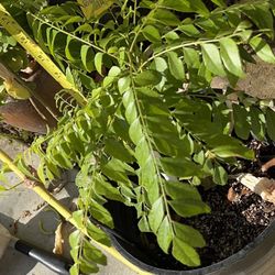 Curry Plant