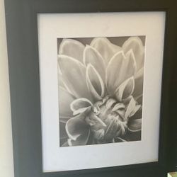 framed black and white photograph of a dahlia flower, available as an art print with various specific titles such as "Dahlia I" or "Charming Floral". 