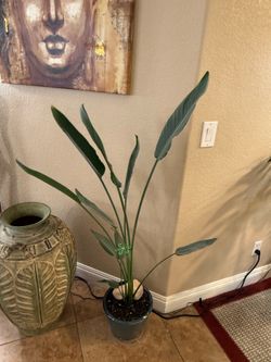 Live Tall Birds Of Paradise with Ceramic Pot (Please read full description)
