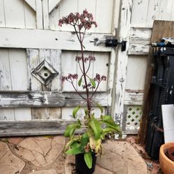 FREE Mother Of Millions Succulent 