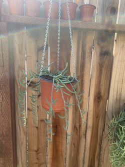 Fish hook Succulent