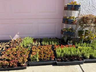Small Plants In Pot