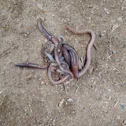 Earth Worms!