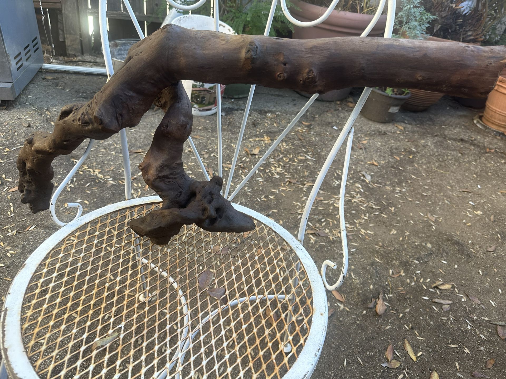 Olive Tree Branch / Rama De Olivo