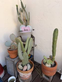 Large Cactus Plants