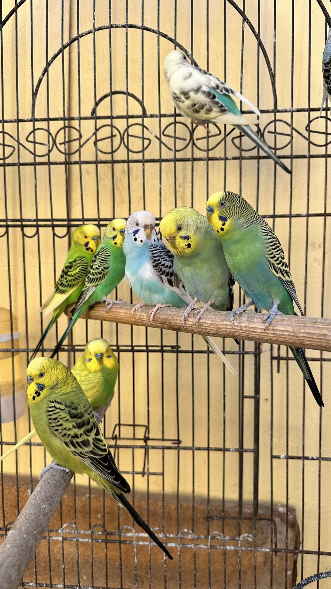 Jaulas Para Pájaros