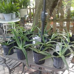 Aloe Vera Plants