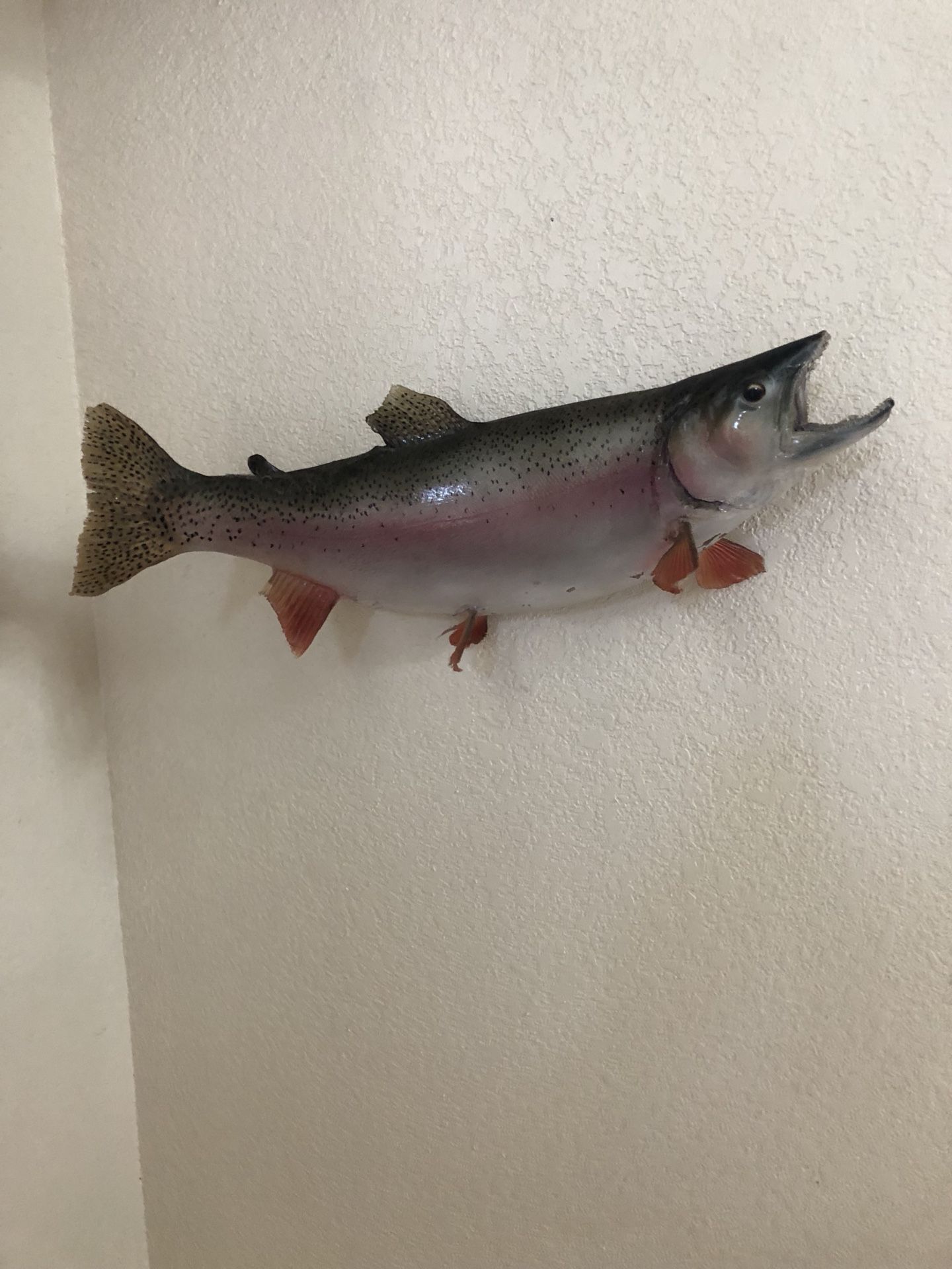 Trout stuffed fish with wall mount