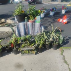 Assorted Organic Herbs, Plants & Trees