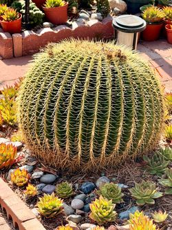 Large Mature Golden Barrel Cactus – Rooted & Potted – 2 Available