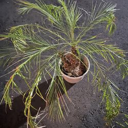 10 in. Phoenix Roebelenii Pygmy Date Palm Plant