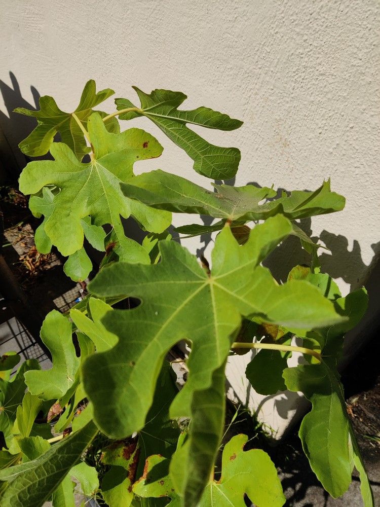 Live Plant Fig Tree 5-gal pot 3ft tall