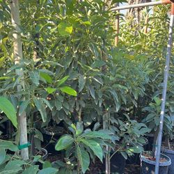 Avocado Fruit Trees 