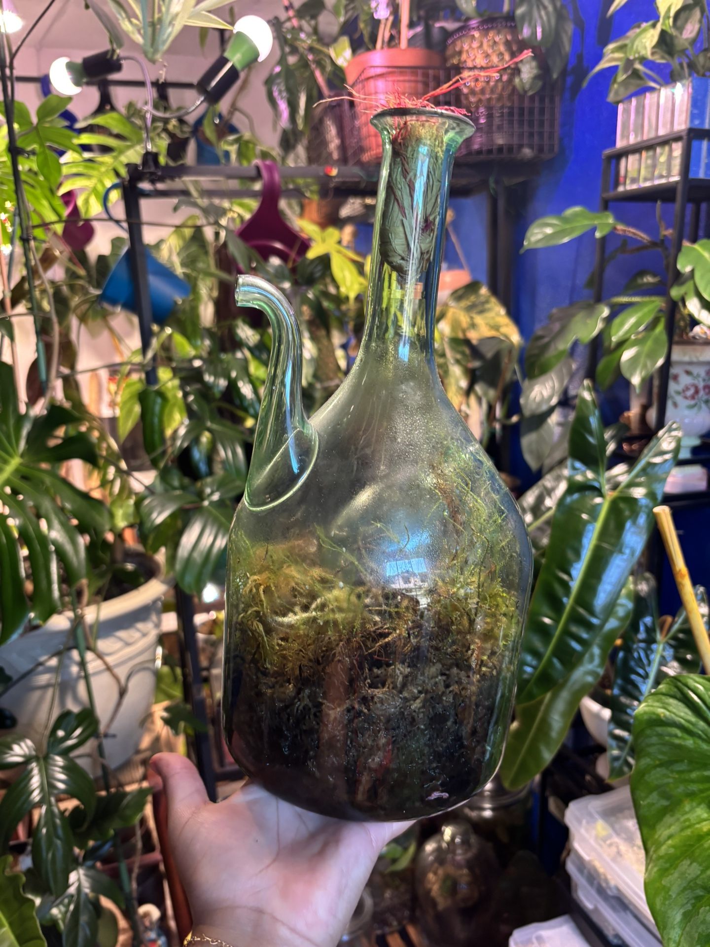 Moss Terrarium 