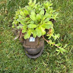 old shoe with succulents