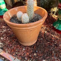 Cactus Succulent 