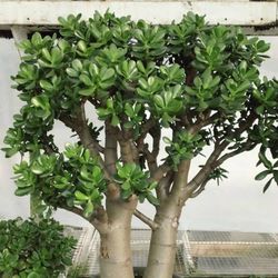 Jade Tree Plant Cuttings 