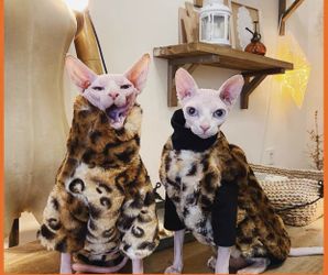 sphinx kitten cloth size M