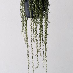String Of Pearls Succulent Plant