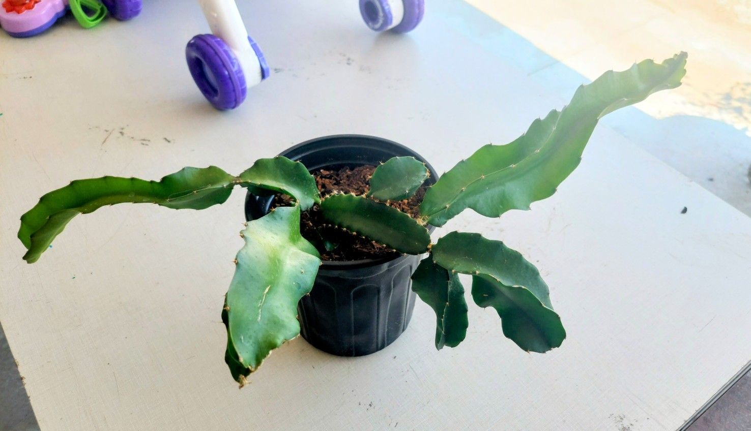 Dragon Fruit Plant