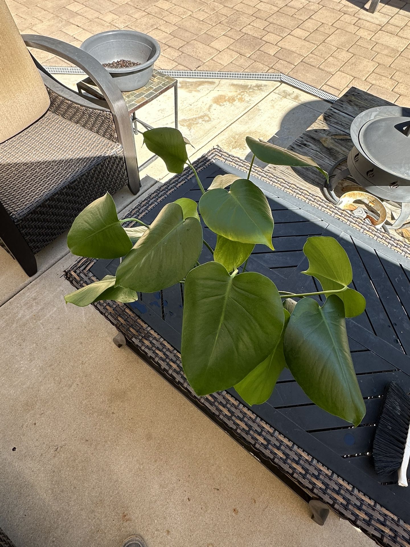 Monstera Deliciosa Cuttings