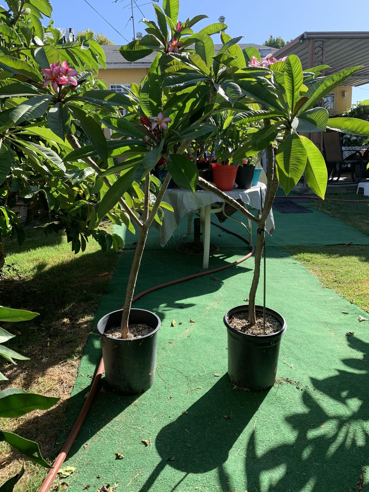 Plumeria Trees For Sale for Sale in Gardena, CA OfferUp