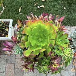 Assorted Succulents 