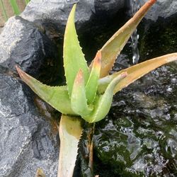 Aloevera Pups