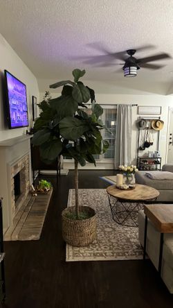 Faux Fiddle Tree